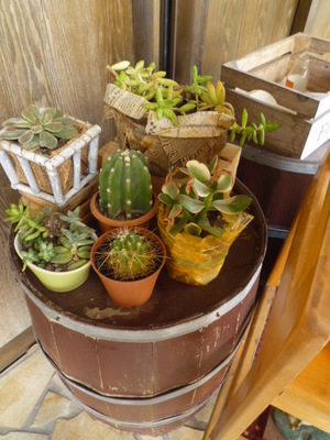 秀のパン工房 店舗入り口の多肉植物